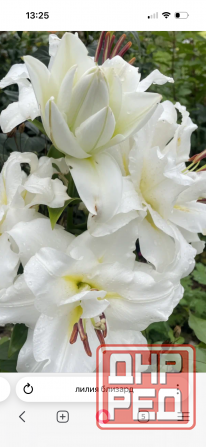 Садовые растения Донецк - изображение 5