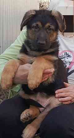 Щенок немецкой овчарки. Донецк