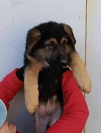 Щенок немецкой овчарки. Донецк
