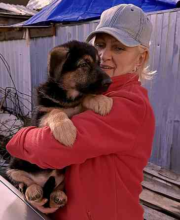 Щенок немецкой овчарки. Донецк