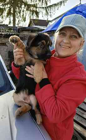 Щенок немецкой овчарки. Донецк