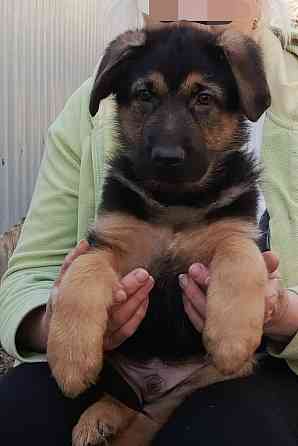 Щенок немецкой овчарки. Донецк