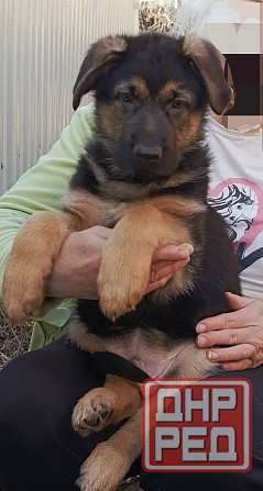 Щенок немецкой овчарки. Донецк - изображение 2