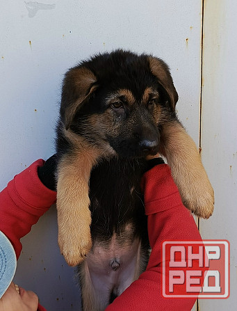 Щенок немецкой овчарки. Донецк - изображение 5