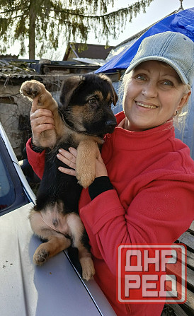 Щенок немецкой овчарки. Донецк - изображение 4
