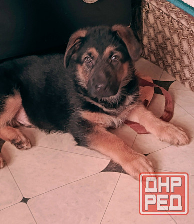Щенок немецкой овчарки. Донецк - изображение 6
