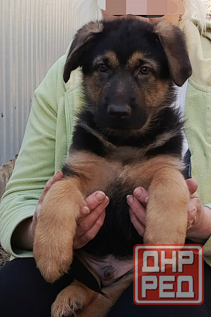 Щенок немецкой овчарки. Донецк - изображение 1