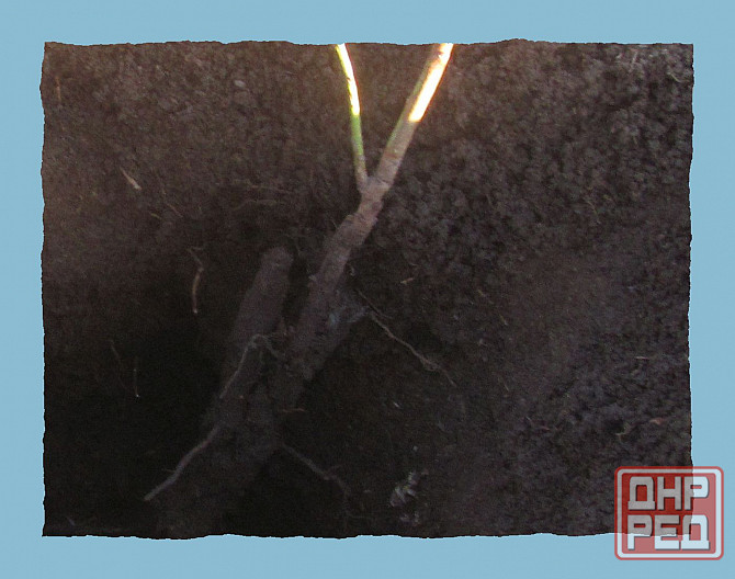 Помочь надо "законы Джарты" Донецк - изображение 1