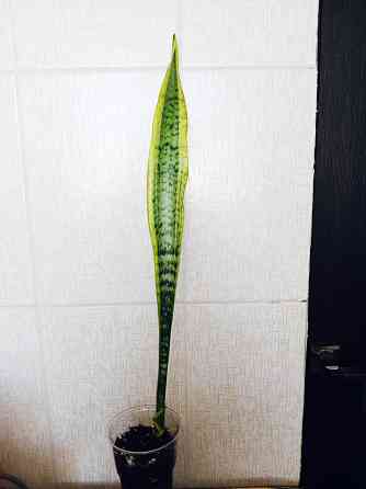 Комнатный цветок Макеевка