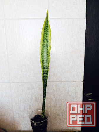 Комнатный цветок Макеевка - изображение 1