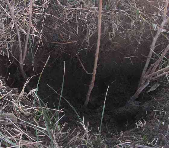 Пара окурков золотые монеты Донецк