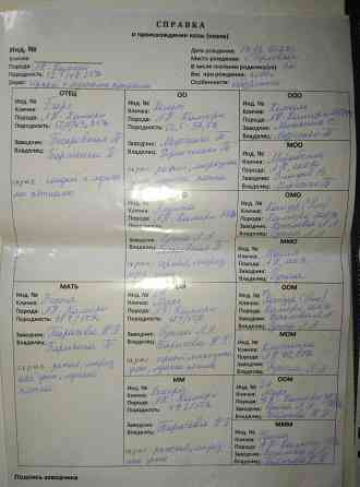 Продажа англо нуб козликов Донецк