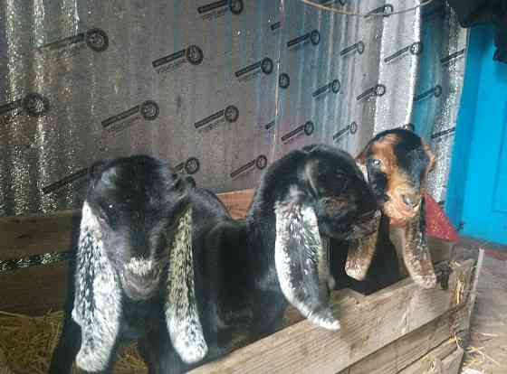 Продажа англо нуб козликов Донецк