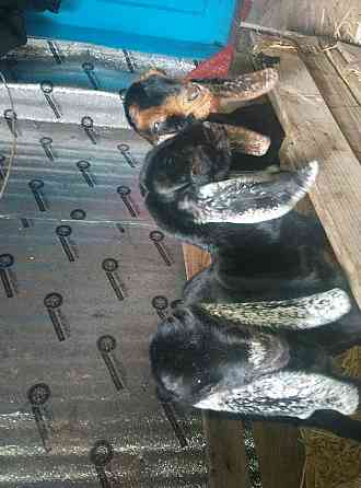 Продажа англо нуб козликов Донецк