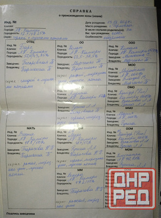 Продажа англо нуб козликов Донецк - изображение 3