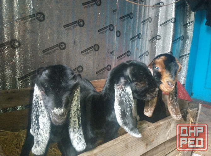 Продажа англо нуб козликов Донецк - изображение 2