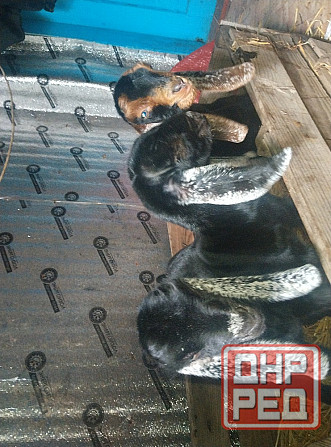 Продажа англо нуб козликов Донецк - изображение 1