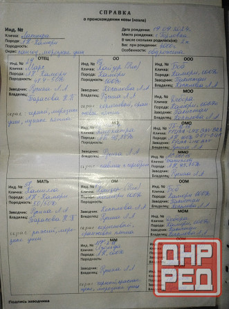 Продажа англо нуб козликов Донецк - изображение 4