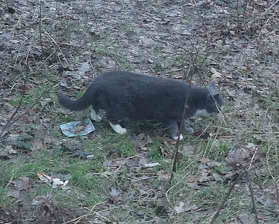 Если вдруг, дева "Gangma Style" Донецк