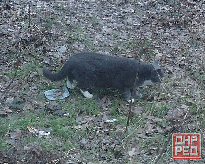 Если вдруг, дева "Gangma Style" Донецк - изображение 1