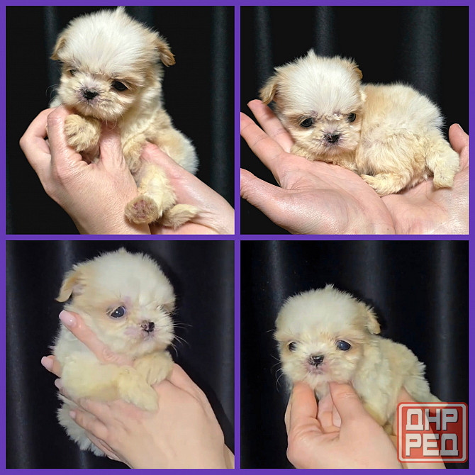 Мини ши тцу Донецк - изображение 1