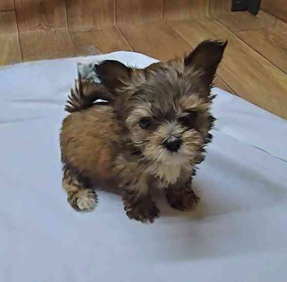 Щенки йоркширского терьера Донецк