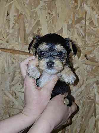 Щенки йоркширского терьера Донецк