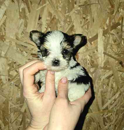 Щенки йоркширского терьера Донецк