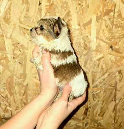 Щенки йоркширского терьера Донецк