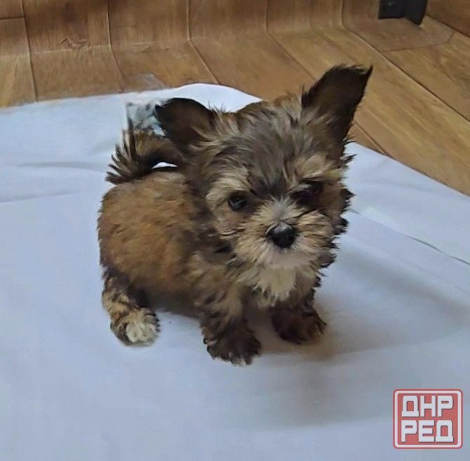 Щенки йоркширского терьера Донецк - изображение 1