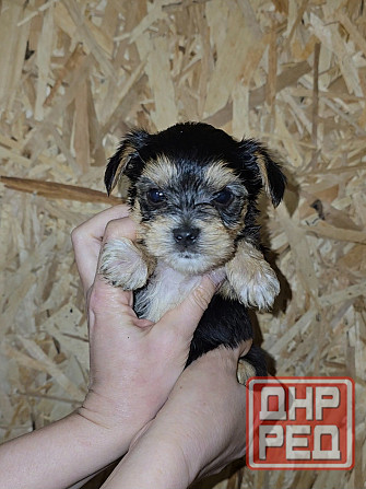 Щенки йоркширского терьера Донецк - изображение 3