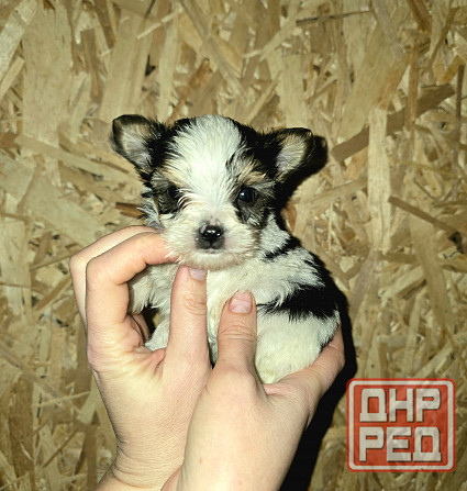 Щенки йоркширского терьера Донецк - изображение 4