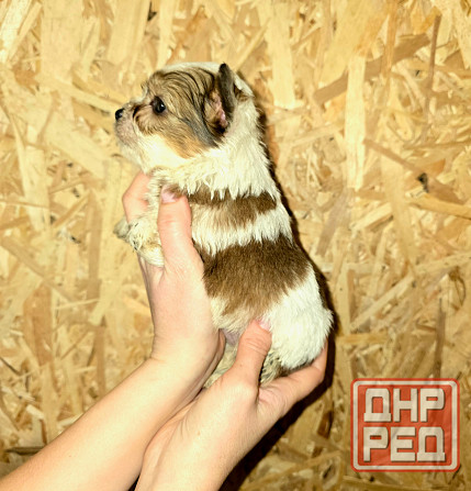 Щенки йоркширского терьера Донецк - изображение 5