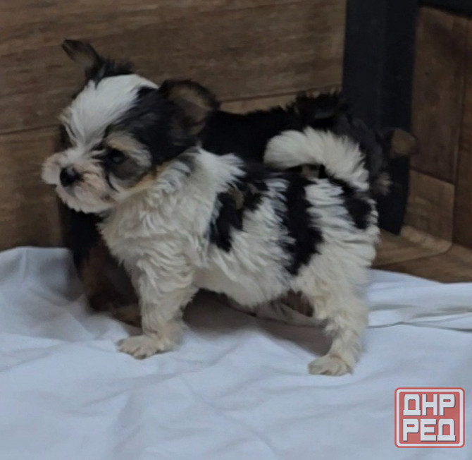 Щенки йоркширского терьера Донецк - изображение 2