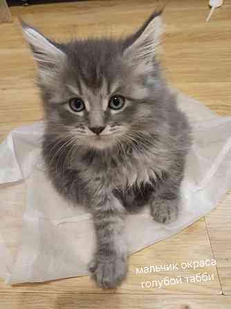 Котята мейн-кун Таганрог