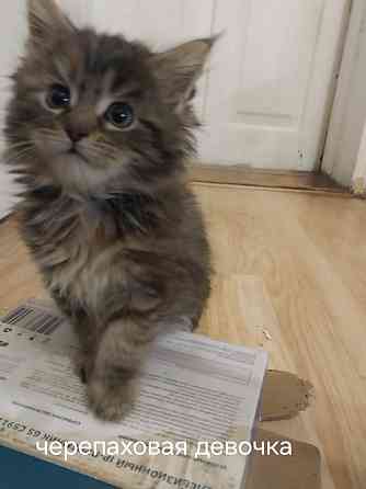 Котята мейн-кун Таганрог