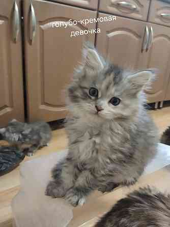 Котята мейн-кун Таганрог