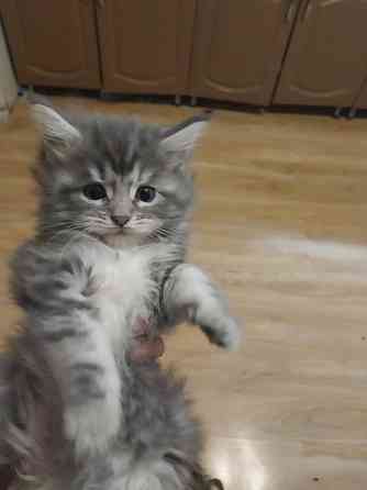 Котята мейн-кун Таганрог