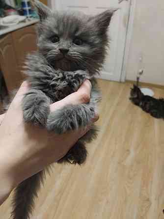 Котята мейн-кун Таганрог