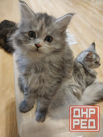 Котята мейн-кун Таганрог - изображение 8
