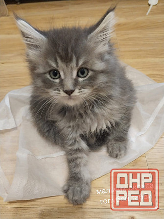 Котята мейн-кун Таганрог - изображение 2