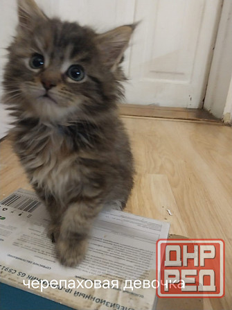 Котята мейн-кун Таганрог - изображение 3