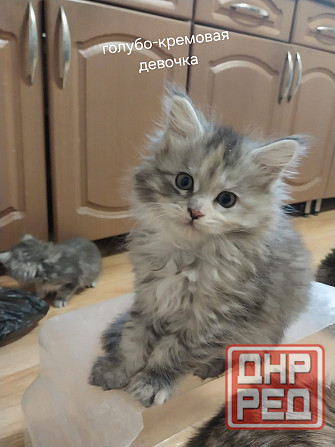 Котята мейн-кун Таганрог - изображение 1