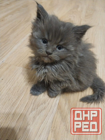 Котята мейн-кун Таганрог - изображение 7