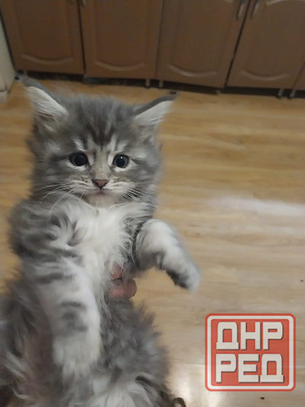 Котята мейн-кун Таганрог - изображение 4