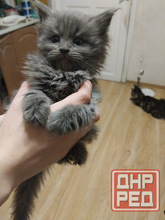 Котята мейн-кун Таганрог - изображение 6