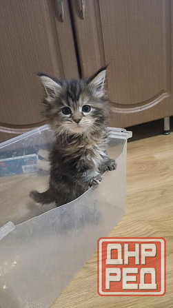 Котята мейн-кун Таганрог - изображение 5