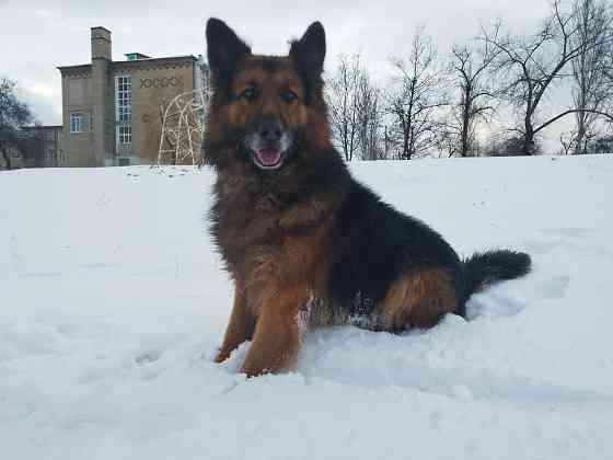 Вязка немецкой овчарки, кобель. Донецк. Донецк