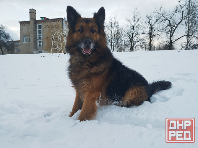 Вязка немецкой овчарки, кобель. Донецк. Донецк - изображение 1