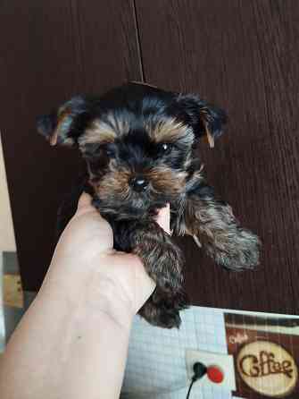 Щенки йоркширский терьер Донецк